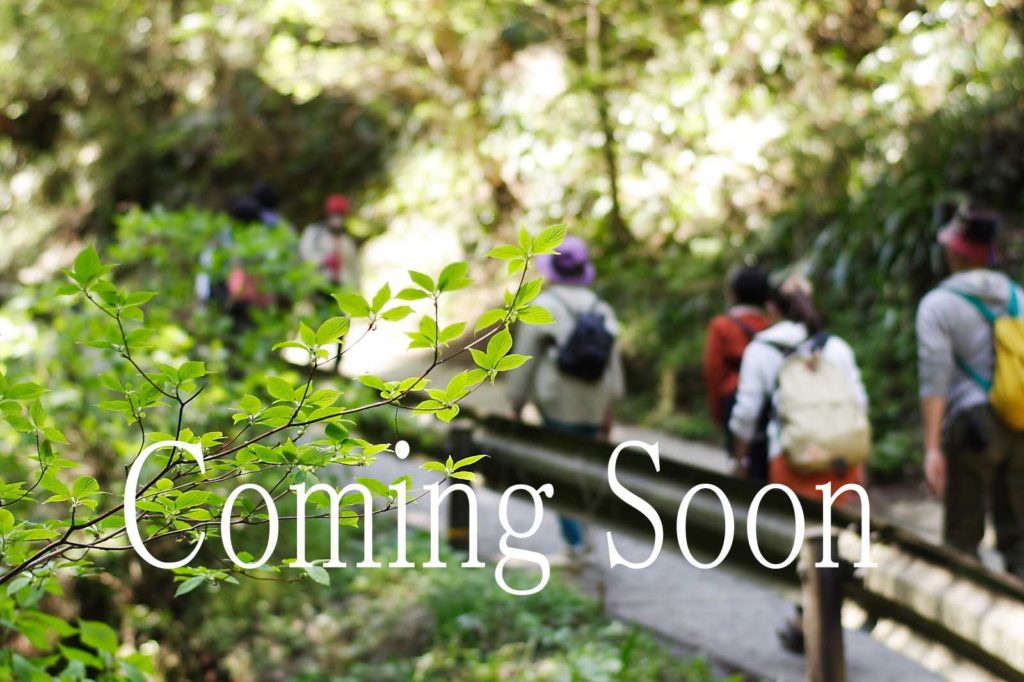 高尾山1号路の登山コースの映像